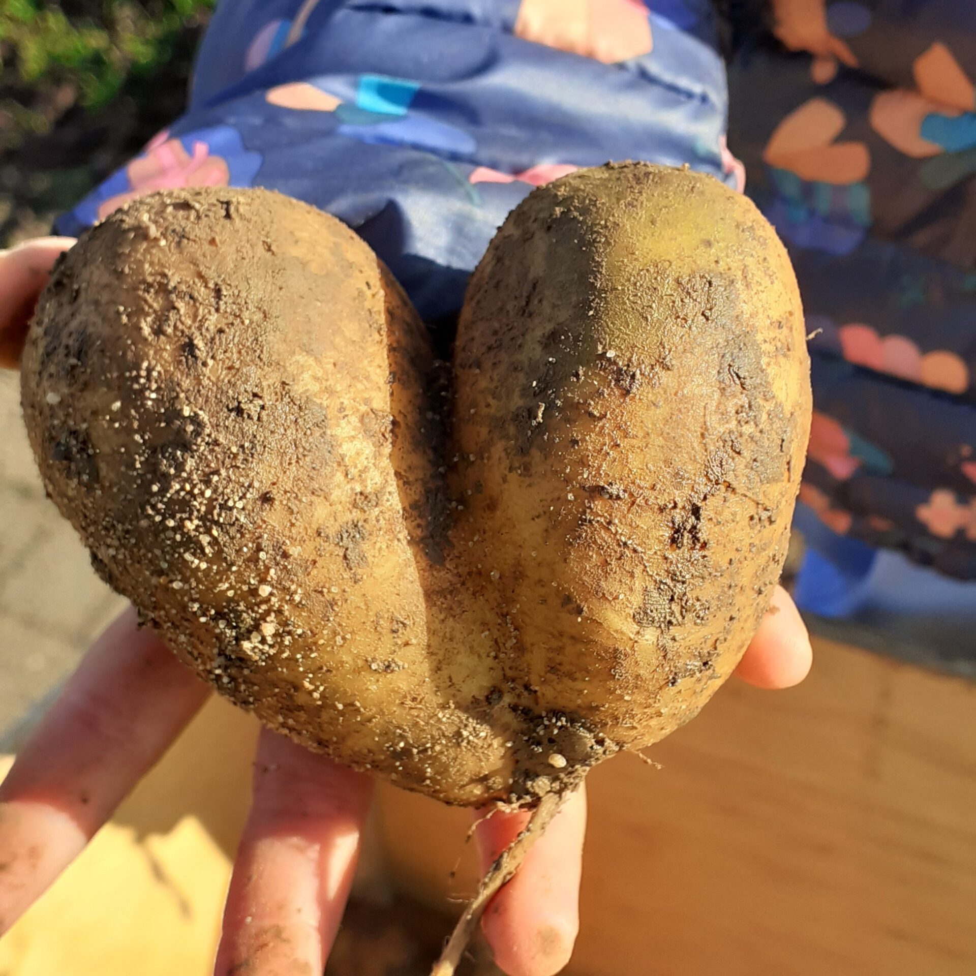 Kartoffelernte Herzkartoffel